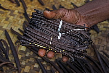 Vanilla capsules (Vanilla planifolia), Manakara, East Coast, Madagascar, Africa