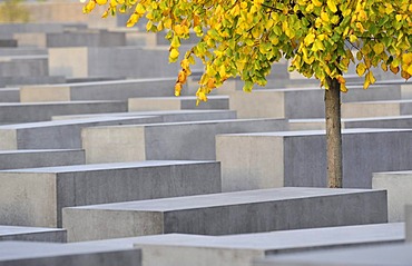 Tree with autumn foliage in the memorial to the murdered jews of Europe, Holocaust memorial, Berlin, Germany