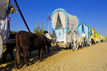 Pilgrims road to el Rocio Village, "Romeria", pilgrimage, to El Rocio, Almonte, Huelva province, Andalucia, Spain, Europe