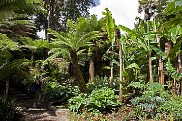 Palm trees in Glendurgan Garden, Falmouth, Cornwall, England, United Kingdom, Europe