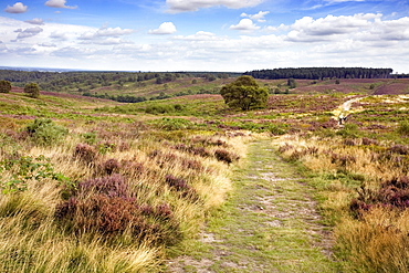 Cannock Chase, Staffordshire, England, United Kingdom, Europe