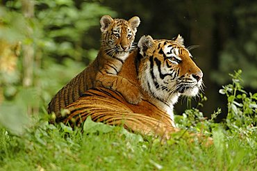 Siberian Tiger (Panthera tigris altaica) with cub