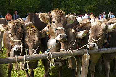 Cattle seperation in Bad Hindelang, Allgaeu, Bavaria, Germany, Europe