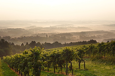 Morning mist, vineyard in Langegg near St. Stefan ob Stainz, Schilcher wine route, Styria, Austria, Europe