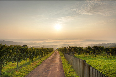 Morning mist, vineyard in Langegg near St. Stefan ob Stainz, Schilcher wine route, Styria, Austria, Europe