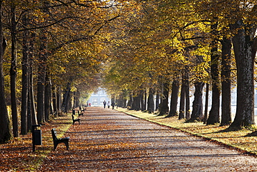 Avenue in the Nymphenburg Park, Munich, Upper Bavaria, Bavaria, Germany, Europe