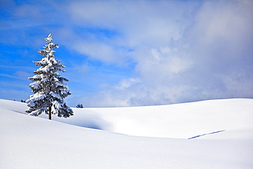 Single fir and snow-covered plain, Bavaria, Germany, Europe