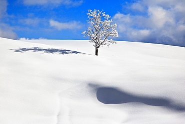 Single deciduous tree and snow-covered plain with shadow, Bavaria, Germany, Europe