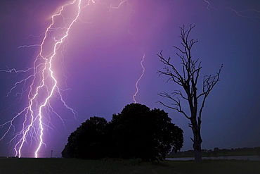 Lightning striking the ground, trees next to a dead tree