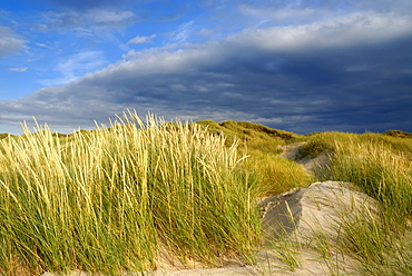 Dunes in the evening light, white dune with Marram grass (Ammophila arenaria) in the foreground, dunes at Roedhus, North Jutland, Denmark, Scandinavia, Europe