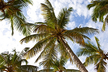 Coconut plams from below, Zanzibar, Tanzania, Africa