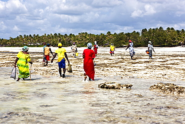 Brightly dressed women on the beach, Zanzibar, Tanzania, Africa