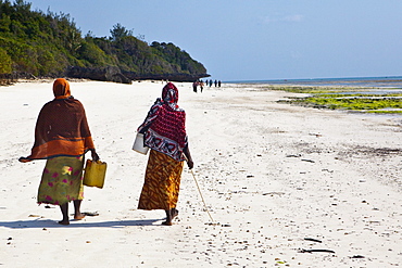 Women wear their caught fish in buckets on their heads, Zanzibar, Tanzania, Africa