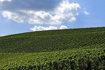 Vineyard against cloudy sky, Durbach, Baden-Wuerttemberg, Germany, Europe