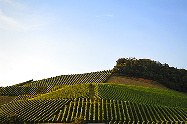 Vineyard against cloudy sky, Durbach, Baden-Wuerttemberg, Germany, Europe