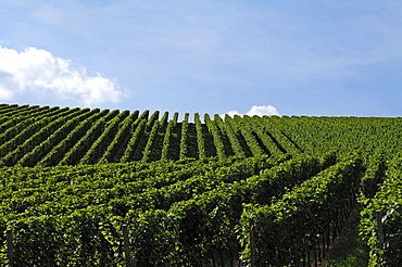 Vineyard against cloudy sky, Durbach, Baden-Wuerttemberg, Germany, Europe