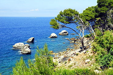 Pine trees (Pinus), on the coast between Llucalcari and Deia, Mallorca, Majorca, Balearic Islands, Mediterranean Sea, Spain, Europe