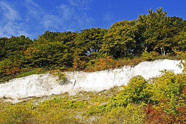 Chalk stratum in the chalk cliffs in the Jasmund National Park, Jasmund peninsula, Ruegen Island, Mecklenburg-Western Pomerania, Germany, Europe