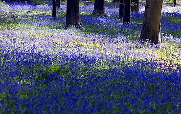 Sea of bellflowers (Campanula) in the forest of Hallebos, Belgium, Europe