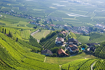 Vineyard, mountain village, Tscherms or Cermes, Trentino, Alto Adige, Italy, Europe