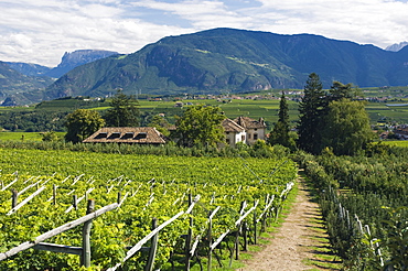 Vineyard, Eppan or Appiano, Trentino, Alto Adige, Italy, Europe