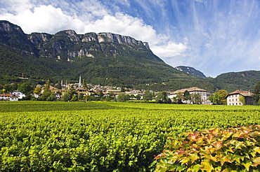 Mitterdorf, vineyard, Kaltern or Caldaro, Trentino, Alto Adige, Italy, Europe