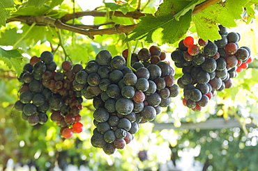 Blue grapes, vineyard, Kaltern or Caldaro, Trentino, Alto Adige, Italy, Europe