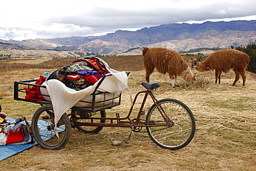 Two llamas and a bicycle, Huilahuila, Peru, South America, Latin America