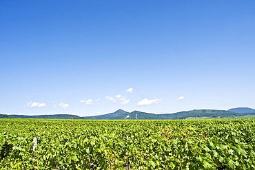 Vineyard in the Vosges, France, Europe