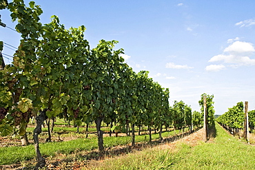 Vineyard in the Vosges, France, Europe