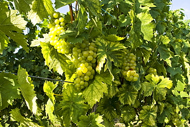 Grapevine in the Vosges, France, Europe