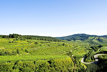 Vineyards of the Kaiserstuhl, Baden-Wuerttemberg, Germany, Europe