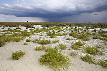 Beach with Searocket (Cakile), Mellum Island, Lower Saxony Wadden Sea National Park, Unesco World Heritage Site, Lower Saxony, Germany, Europe