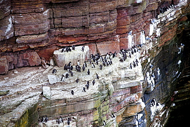 Breeding area for many birds on the North Sea coast in Scotland, United Kingdom, Europe