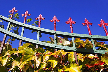 Boston Ivy (Parthenocissus tricuspidata), autumnal, climbing an old wrought-iron garden fence