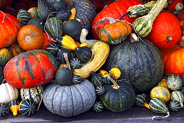 Pumpkins, cucurbits, marrows, gourds (Cucurbita pepo)