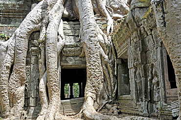 Tetrameles tree (Tetrameles nudiflora), tree's roots overgrowing the ruins of the temple complex of Ta Prohm, Angkor Thom, UNESCO World Heritage Site, Siem Reap, Cambodia, Asia