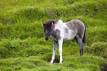 Icelandic Horse, foal, Iceland, Europe