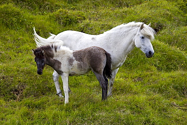 Iceland horse, mother and foal, Iceland, Europe