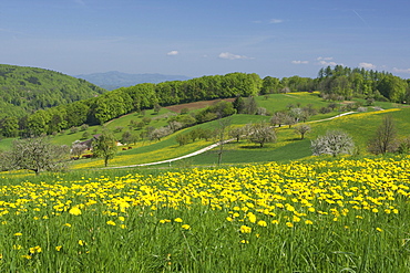 Spring landscape in Baselbiet, Basel-Country, Switzerland, Europe