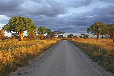 Baobab trees (Adansonia) in Tarangire National Park, Tanzania, Africa