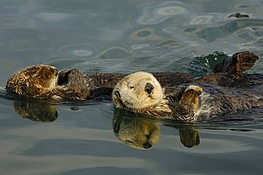 Sea otters (Enhydra lutris)