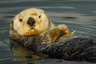 Sea otter (Enhydra lutris)