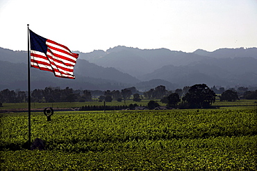 American flag in the vineyards of Napa Valley, California, USA, North America