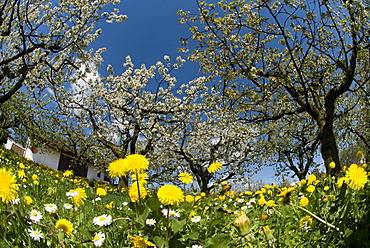 Spring scene, flowering apple trees, oxeye daisies, dandelions