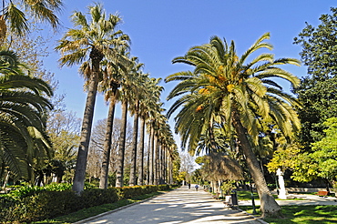 Jardines del Real, public park, gardens, palm-lined avenue, Valencia, Spain, Europe