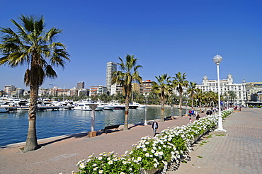Promenade, palm trees, flowers, harbour, Alicante, Costa Blanca, Spain, Europe