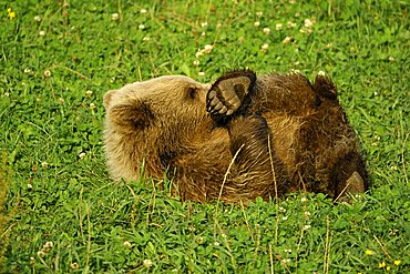 Brown bear (Ursus arctos arctos), pup, playing