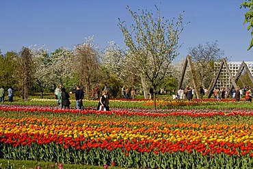 Tulip show TULIPAN in the Britzer Garden park, Berlin, Germany, Europe