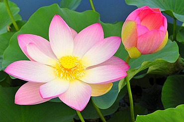 Indian Lotus blossoms (Nelumbo nucifera)